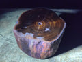 Polished One Side Dadoxylon Petrified Wood Tree Branches x 2 From Gokwe, Zimbabwe