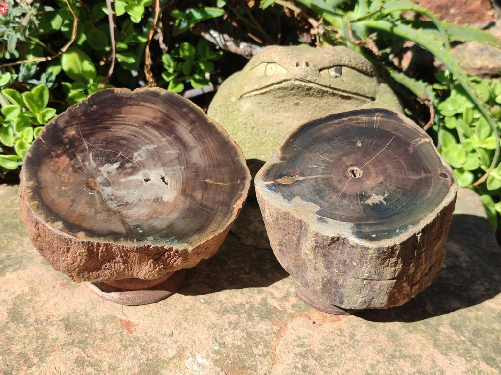Polished One Side Dadoxylon Petrified Wood Tree Branches x 2 From Gokwe, Zimbabwe