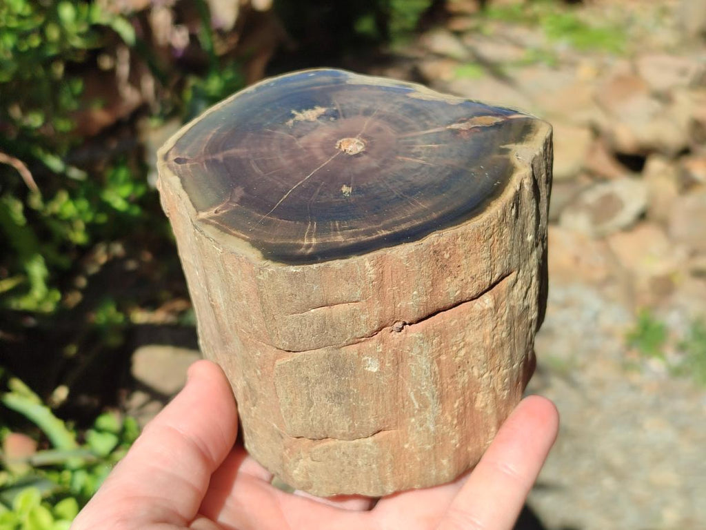 Polished One Side Dadoxylon Petrified Wood Tree Branches x 2 From Gokwe, Zimbabwe