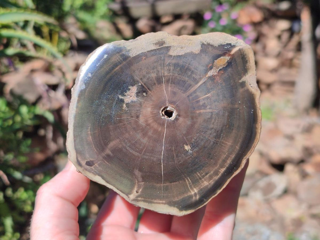 Polished One Side Dadoxylon Petrified Wood Tree Branches x 2 From Gokwe, Zimbabwe