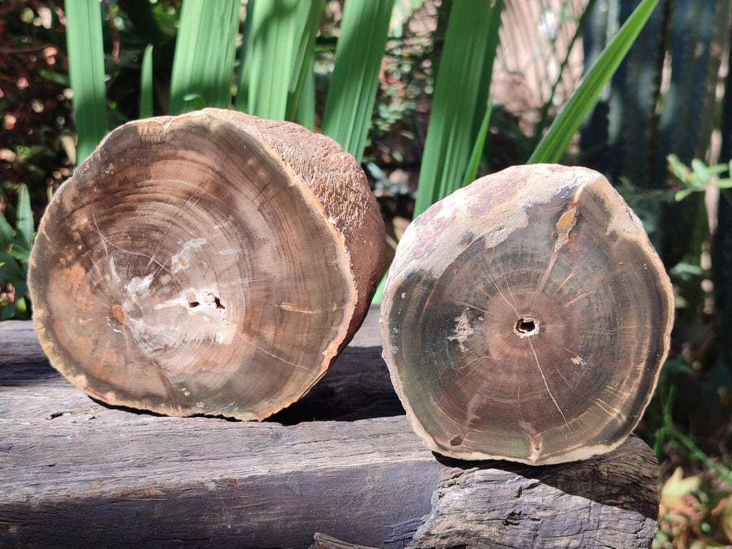 Polished One Side Dadoxylon Petrified Wood Tree Branches x 2 From Gokwe, Zimbabwe