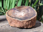 Polished One Side Dadoxylon Petrified Wood Tree Branches x 2 From Gokwe, Zimbabwe