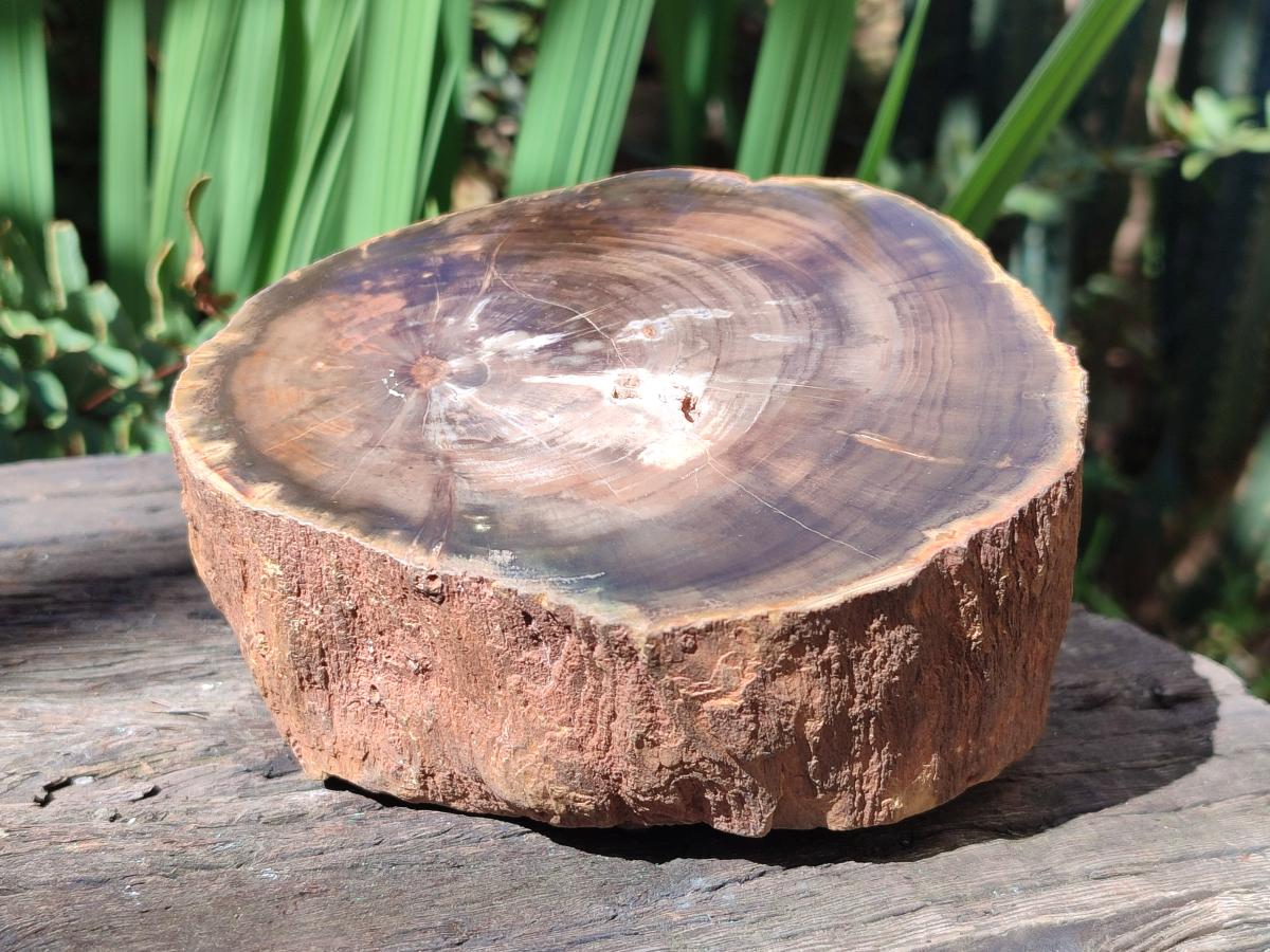 Polished One Side Dadoxylon Petrified Wood Tree Branches x 2 From Gokwe, Zimbabwe