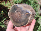 Polished One Side Dadoxylon Petrified Wood Tree Branches x 2 From Gokwe, Zimbabwe