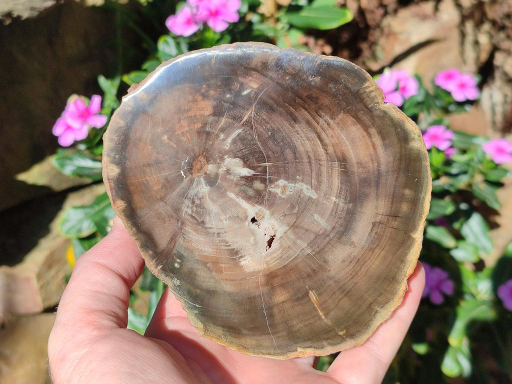 Polished One Side Dadoxylon Petrified Wood Tree Branches x 2 From Gokwe, Zimbabwe