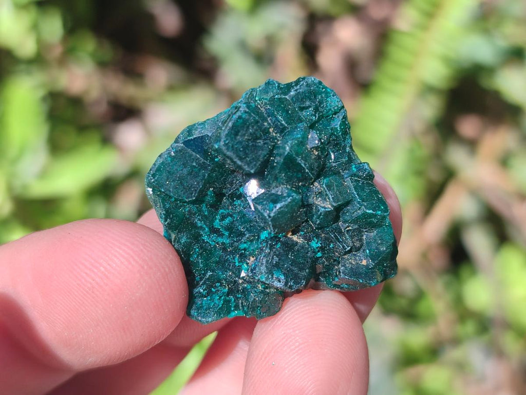 Natural Dioptase Specimens on Dolomite Matrix x 20 From Tantara Mine, Congo