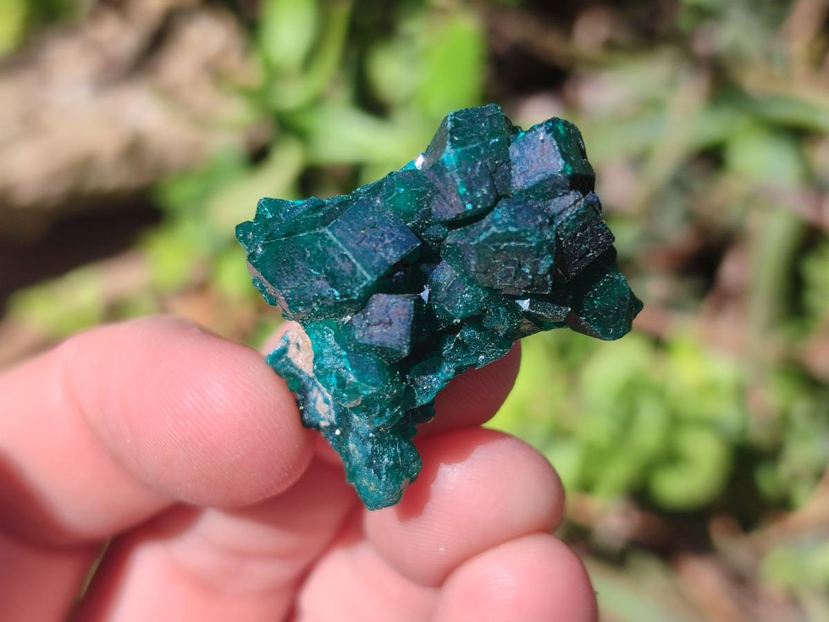 Natural Dioptase Specimens on Dolomite Matrix x 20 From Tantara Mine, Congo