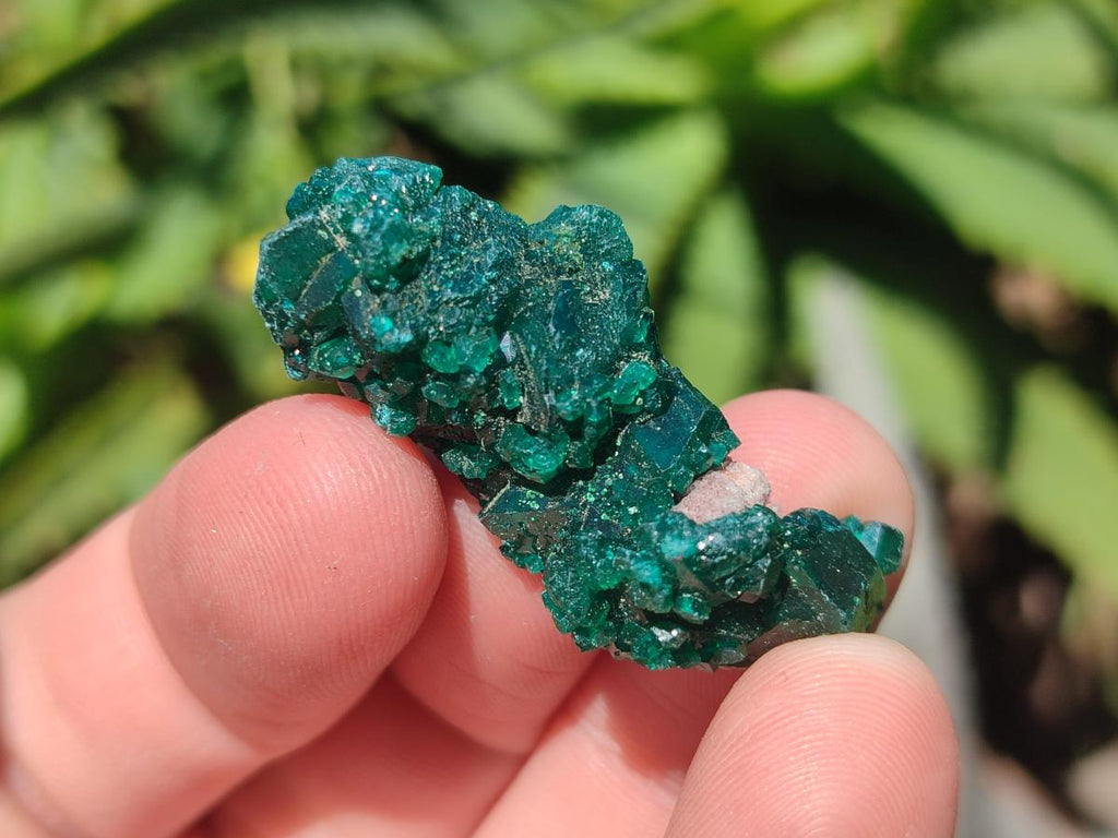 Natural Dioptase Specimens on Dolomite Matrix x 20 From Tantara Mine, Congo