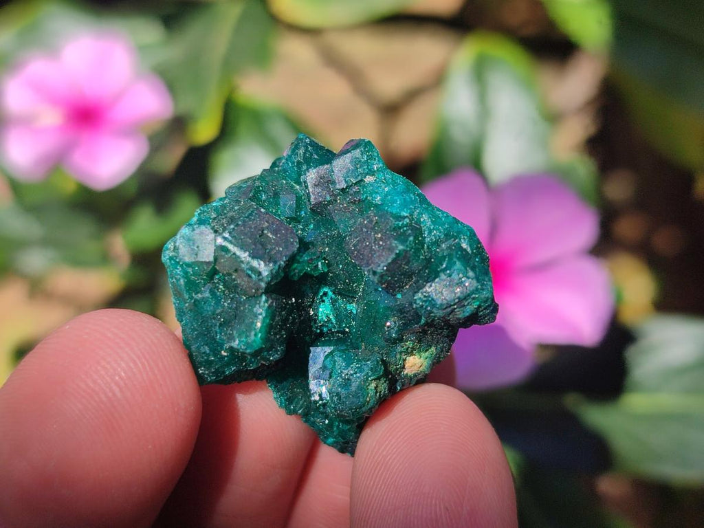 Natural Dioptase Specimens on Dolomite Matrix x 20 From Tantara Mine, Congo
