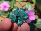 Natural Dioptase Specimens on Dolomite Matrix x 20 From Tantara Mine, Congo
