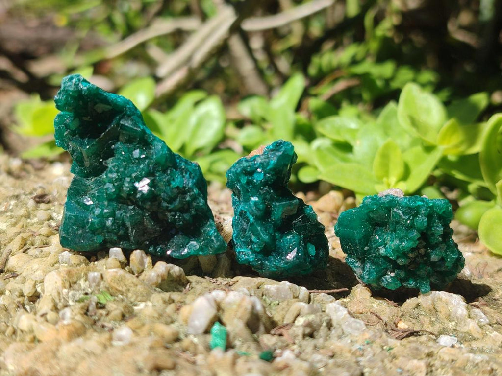Natural Dioptase Specimens on Dolomite Matrix x 20 From Tantara Mine, Congo