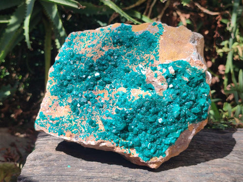 Natural XL Dioptase Specimen on Dolomite Matrix x 1 From Tantara Mine, Congo
