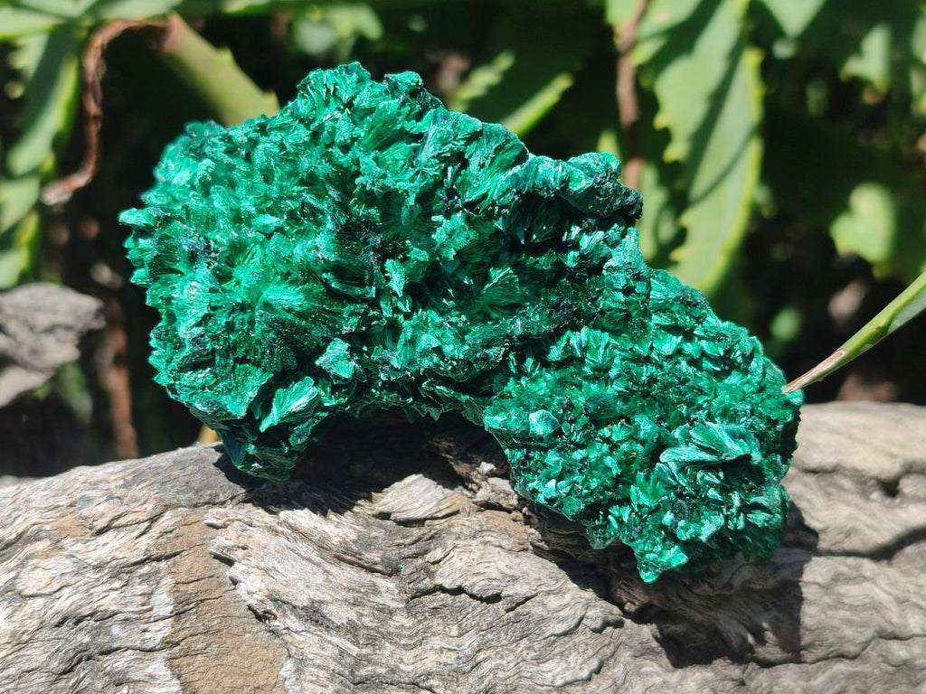 Natural Silky Malachite Specimens x 12 From Kasompe, Congo