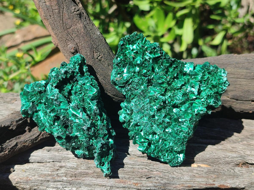 Natural Silky Malachite Specimens x 12 From Kasompe, Congo