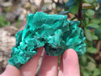 Natural Silky Malachite Specimens x 12 From Kasompe, Congo