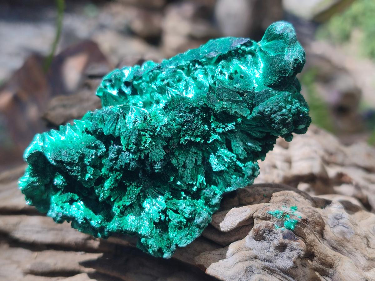 Natural Silky Malachite Specimens x 12 From Kasompe, Congo