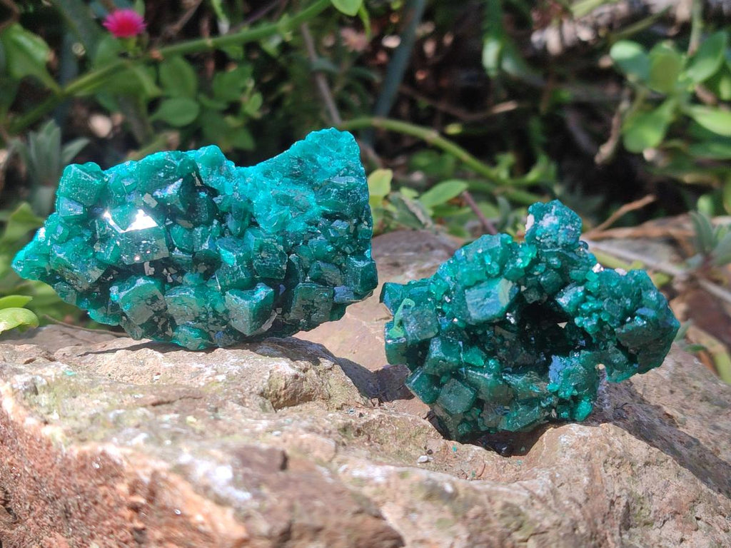 Natural Dioptase Specimens on Dolomite Matrix x 12 From Tantara Mine, Congo