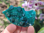 Natural Dioptase Specimens on Dolomite Matrix x 12 From Tantara Mine, Congo