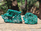 Natural Dioptase Specimens on Dolomite Matrix x 12 From Tantara Mine, Congo
