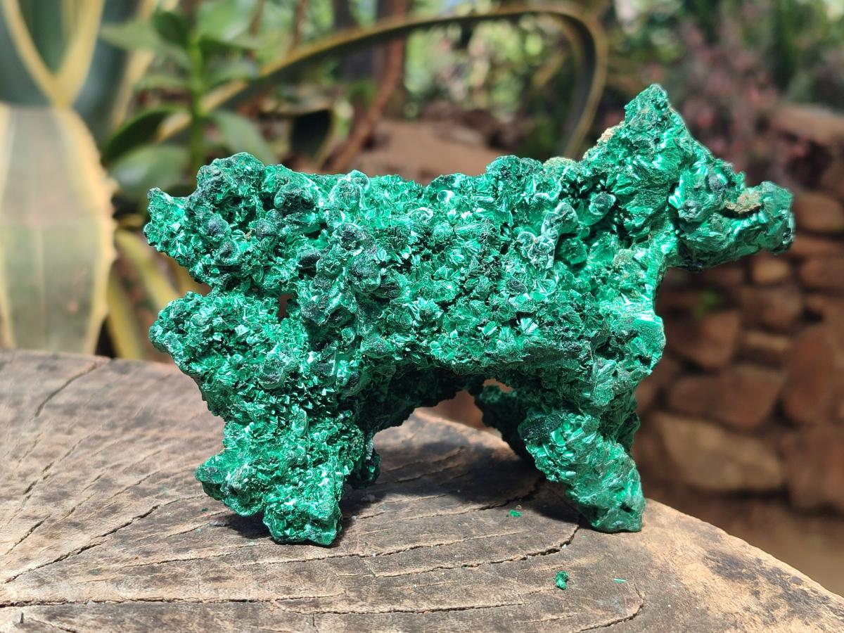 Natural Cabinet Size Silky Malachite Specimens x 2 From Kasompe, Congo