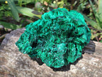 Natural Cabinet Size Silky Malachite Specimens x 2 From Kasompe, Congo