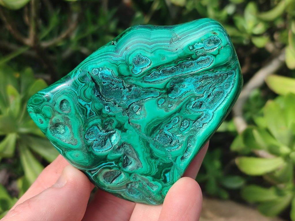 Polished and Natural Flower Banded Malachite Palm Size Free Forms x 6 From Congo