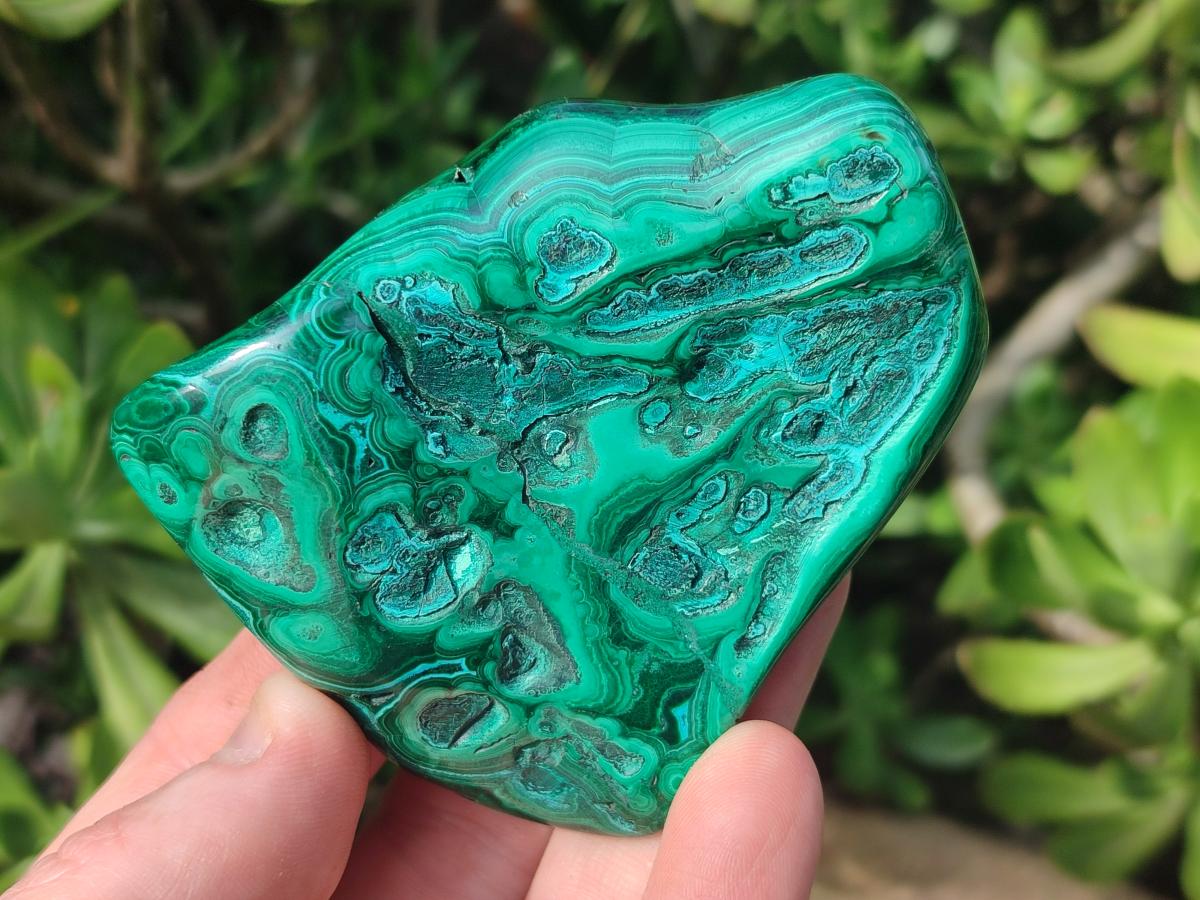 Polished and Natural Flower Banded Malachite Palm Size Free Forms x 6 From Congo