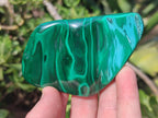 Polished and Natural Flower Banded Malachite Palm Size Free Forms x 6 From Congo