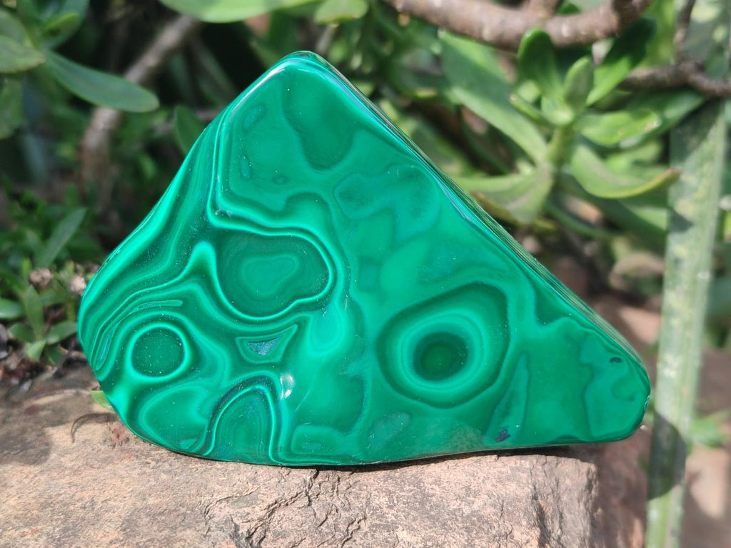 Polished and Natural Flower Banded Malachite Palm Size Free Forms x 6 From Congo
