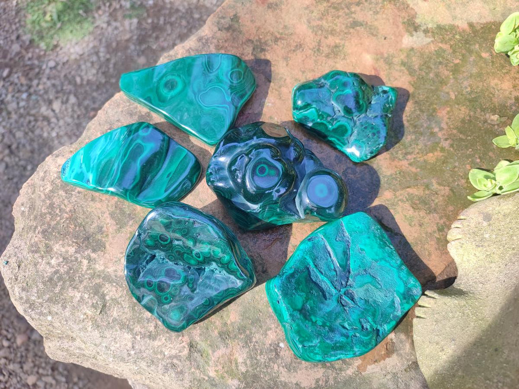 Polished and Natural Flower Banded Malachite Palm Size Free Forms x 6 From Congo
