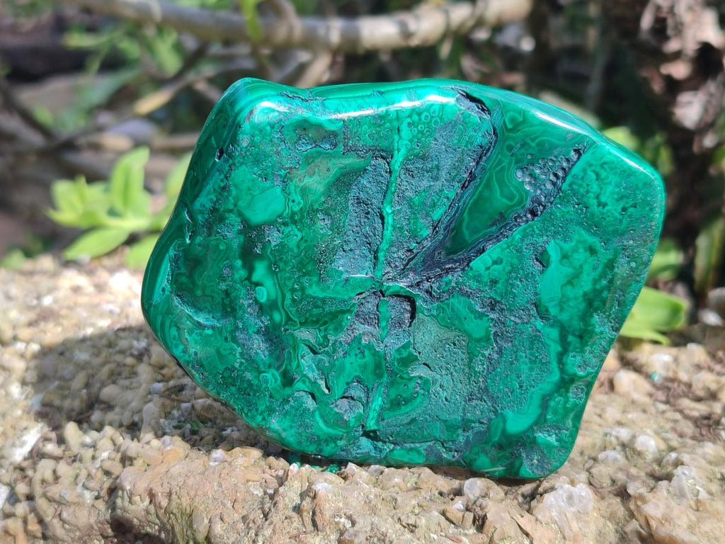 Polished and Natural Flower Banded Malachite Palm Size Free Forms x 6 From Congo