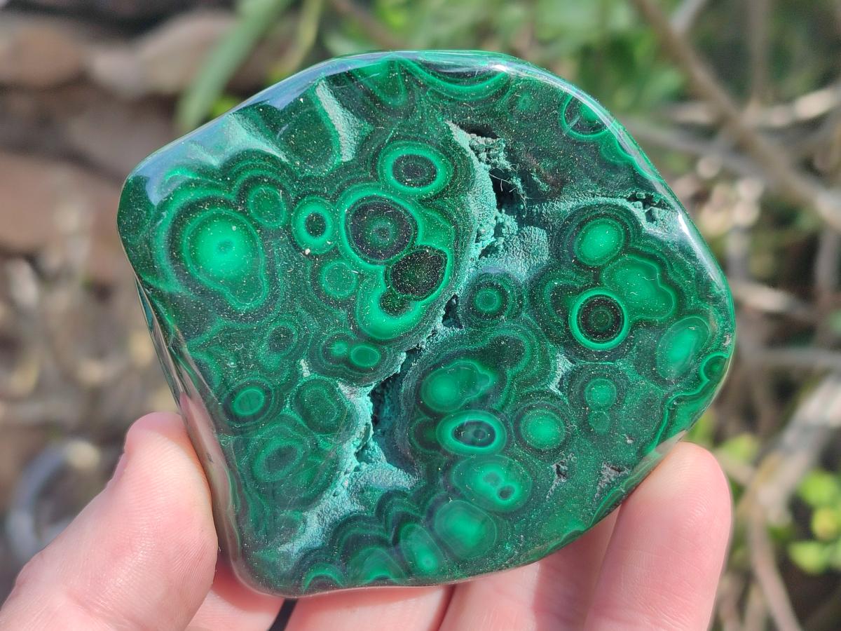 Polished and Natural Flower Banded Malachite Palm Size Free Forms x 6 From Congo