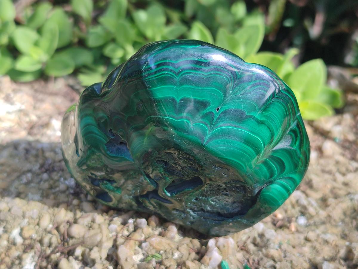 Polished and Natural Flower Banded Malachite Palm Size Free Forms x 6 From Congo