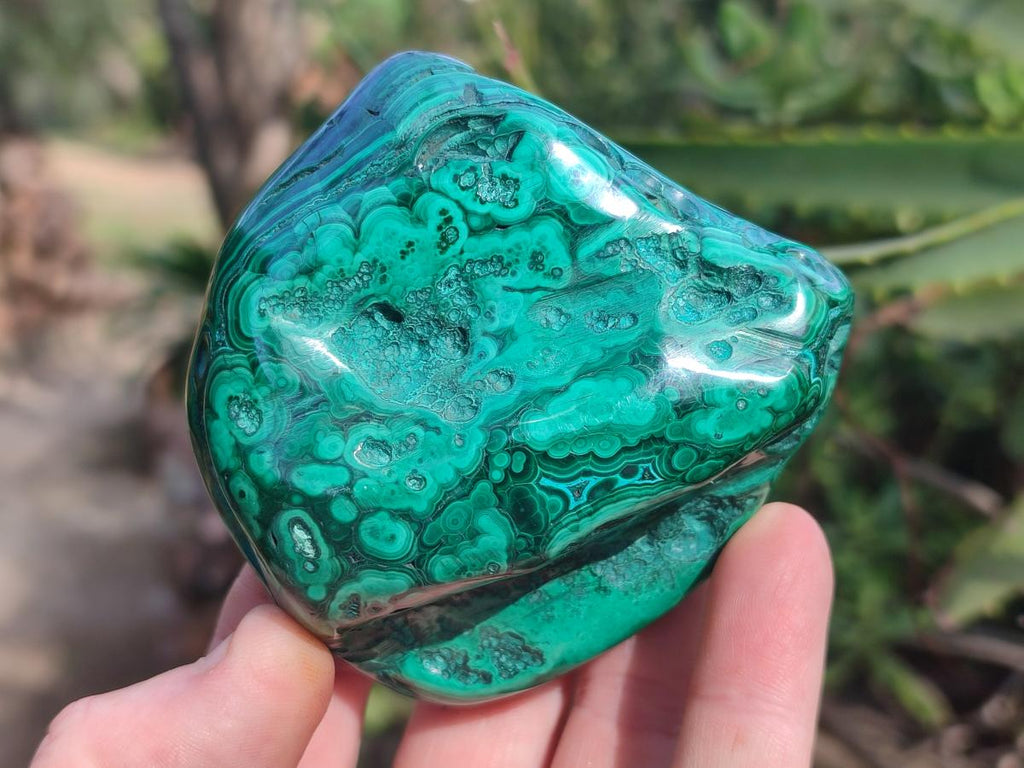 Polished and Natural Flower Banded Malachite Palm Size Free Forms x 6 From Congo