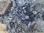 Natural Large Smokey Quartz Cluster with Terminated Black Tourmaline x 1 From Erongo, Namibia