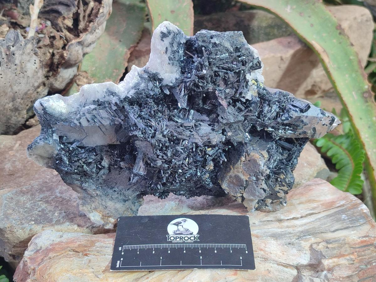 Natural Large Smokey Quartz Cluster with Terminated Black Tourmaline x 1 From Erongo, Namibia