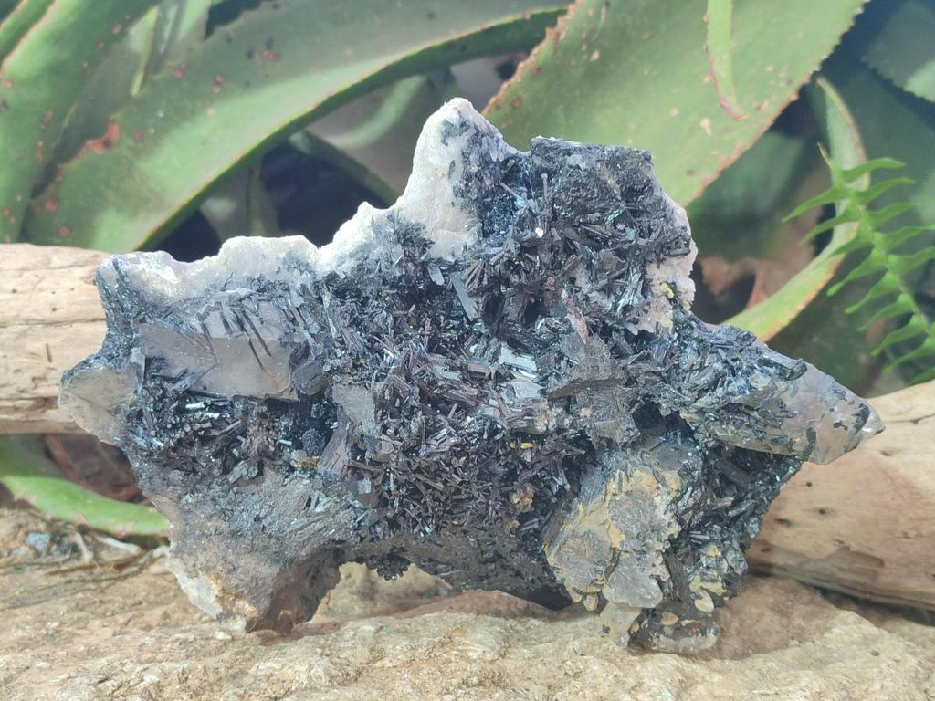 Natural Large Smokey Quartz Cluster with Terminated Black Tourmaline x 1 From Erongo, Namibia