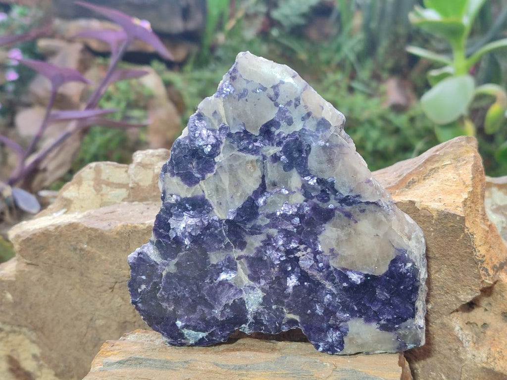 Polished Large One Side Lithium Silver Leaf Lepidolite x 3 From Zimbabwe