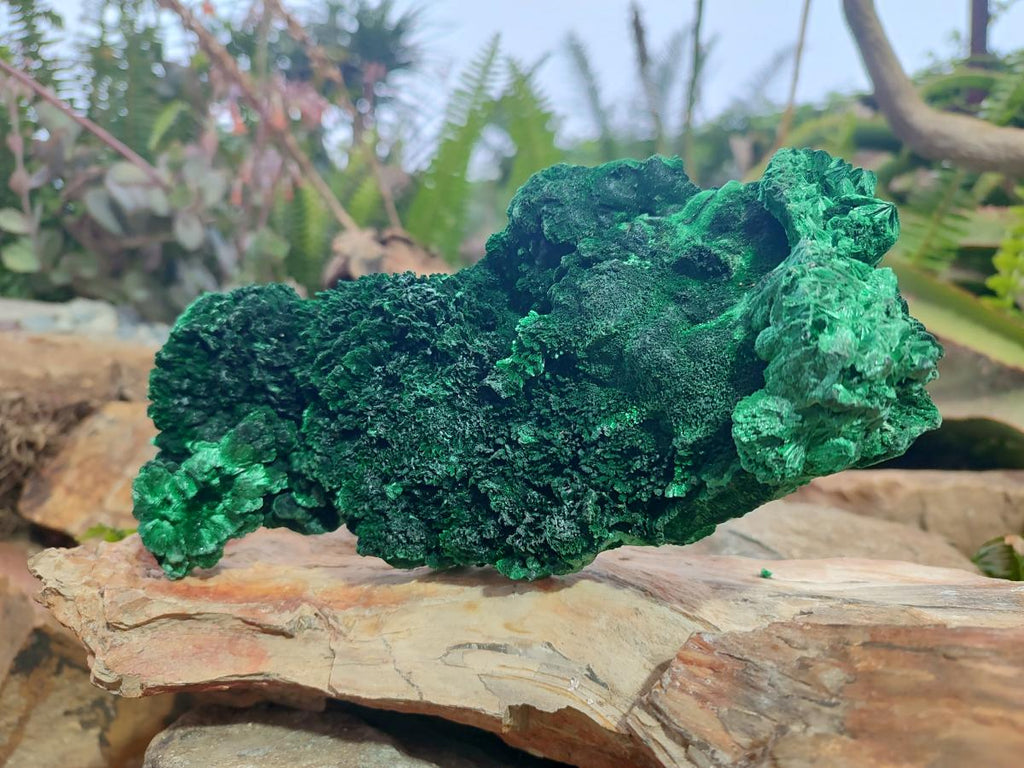 Natural Large Cabinet Size Silky Malachite Specimen x 1 From Kasompe, Congo