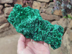 Natural Large Cabinet Size Silky Malachite Specimen x 1 From Kasompe, Congo