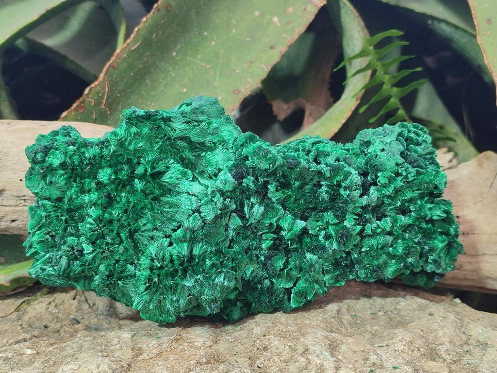 Natural Large Cabinet Size Silky Malachite Specimen x 1 From Kasompe, Congo