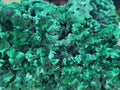 Natural Large Cabinet Size Silky Malachite Specimen x 1 From Kasompe, Congo