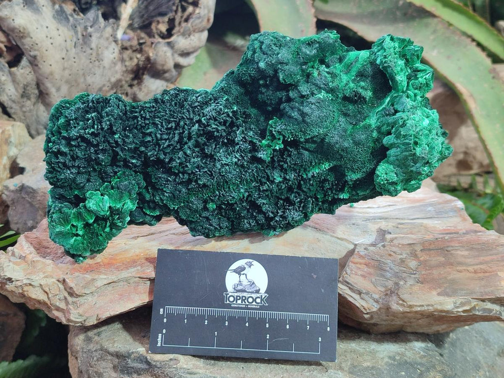 Natural Large Cabinet Size Silky Malachite Specimen x 1 From Kasompe, Congo