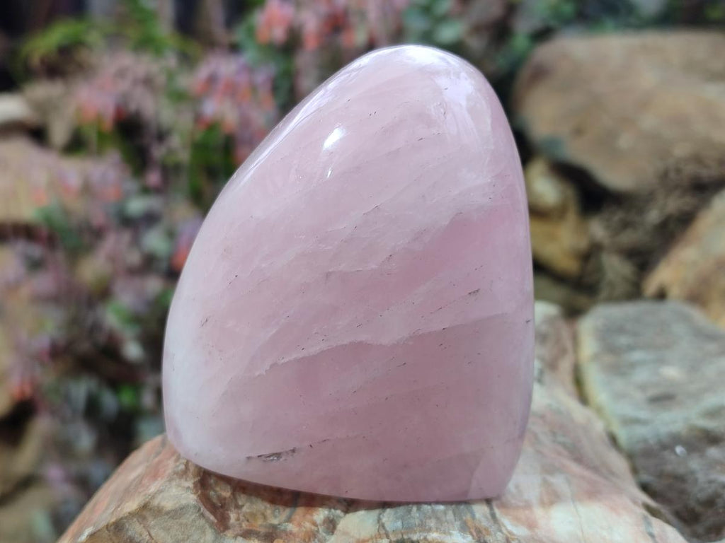 Polished Rose Quartz Standing Display Pieces x 6 From Zimbabwe