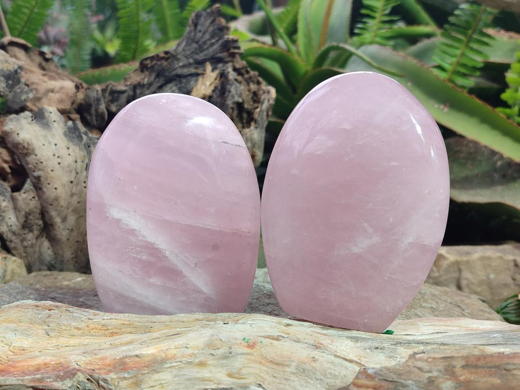 Polished Rose Quartz Standing Display Pieces x 6 From Zimbabwe