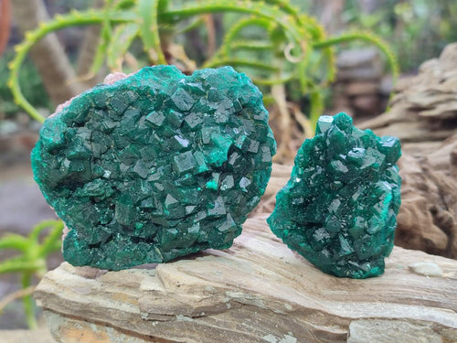 Natural Cabinet Size Dioptase Specimens on Dolomite Matrix x 6 From Mashamba East Mine, Congo