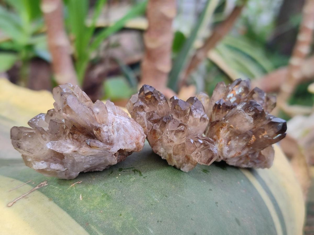 Natural Smokey Quartz Crystal Clusters x 21 From Khorixas, Namibia