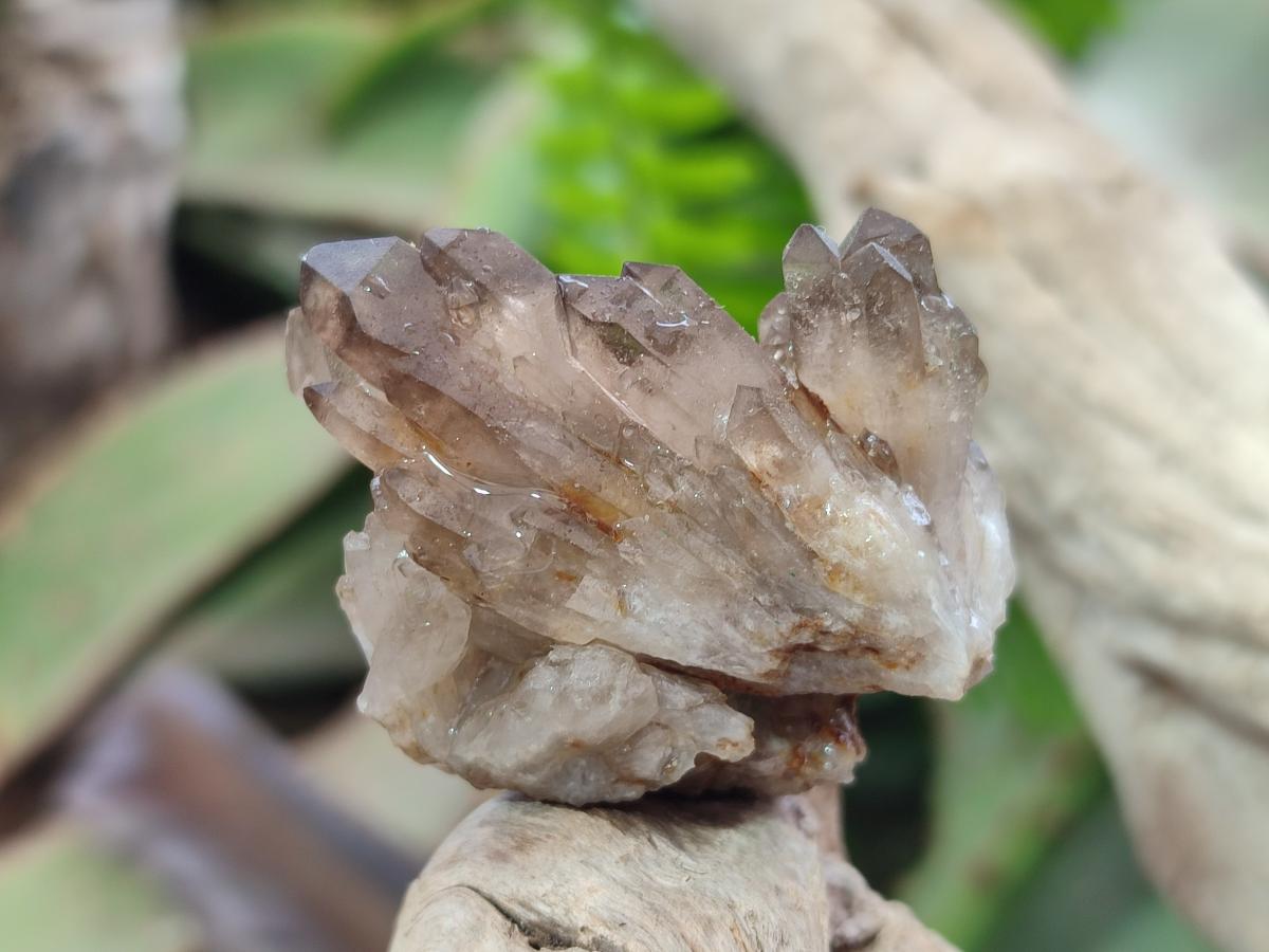 Natural Smokey Quartz Crystal Clusters x 21 From Khorixas, Namibia