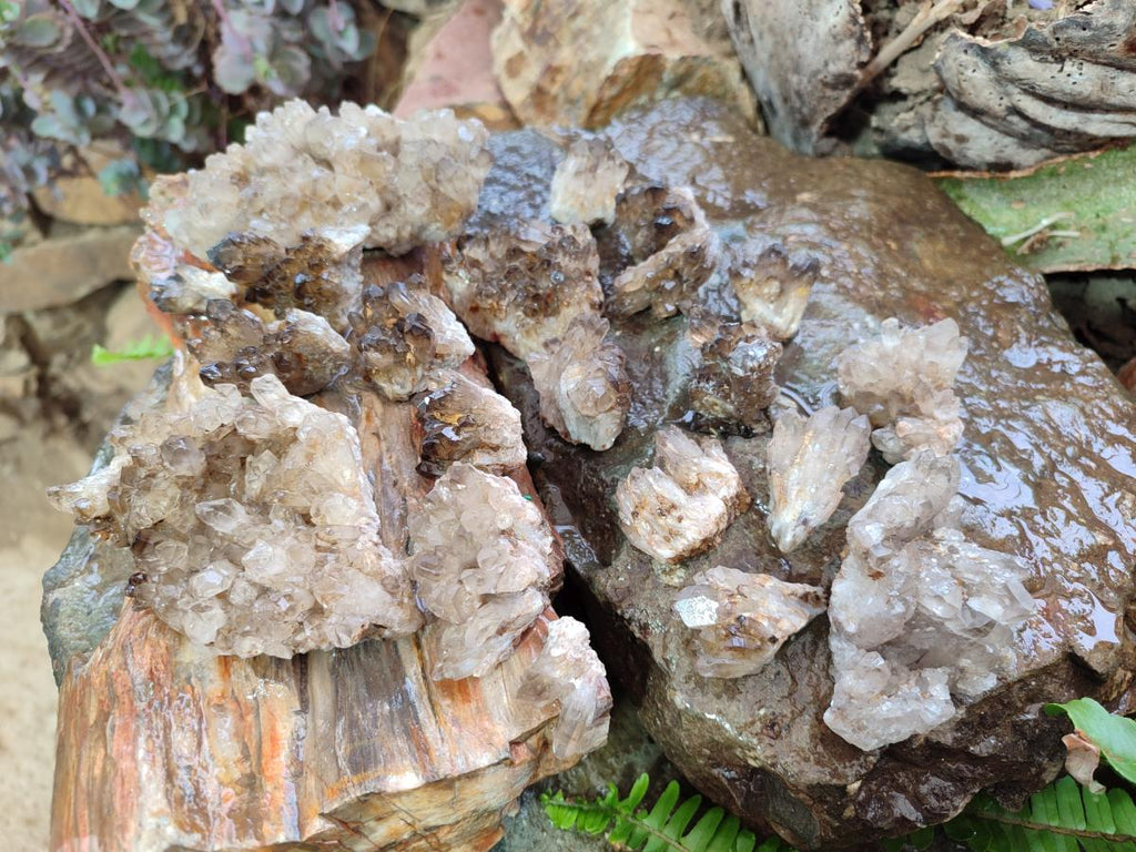 Natural Smokey Quartz Crystal Clusters x 21 From Khorixas, Namibia