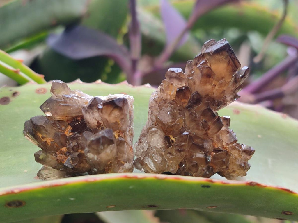 Natural Smokey Quartz Crystal Clusters x 21 From Khorixas, Namibia